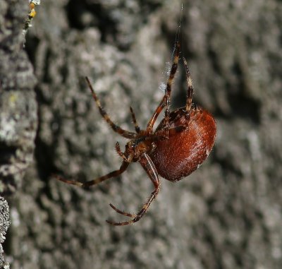 Viervlekwielwebspin - Four-spot Orb-weaver