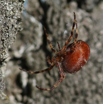 Viervlekwielwebspin - Four-spot Orb-weaver