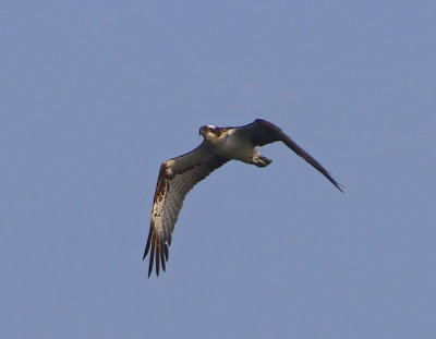 Visarend - Osprey