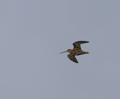 Watersnip - Common Snipe