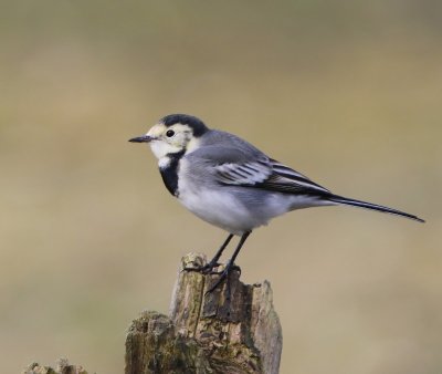 Witte Kwikstaart - White Wagtail