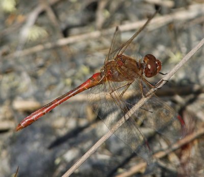 Zuidelijke Heidelibel - Southern Darter