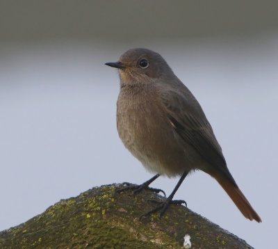 Zwarte Roodstaart - Black Redstart