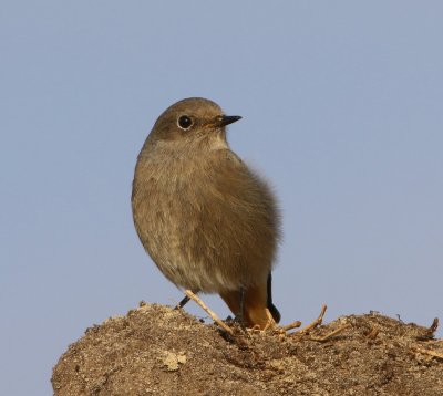 Zwarte Roodstaart - Black Redstart