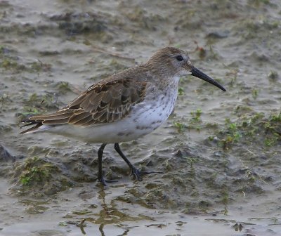 Bonte Strandloper - Dunlin