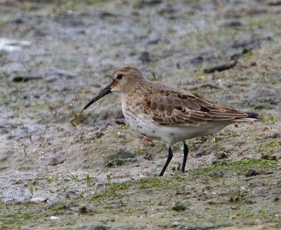 Bonte Strandloper - Dunlin