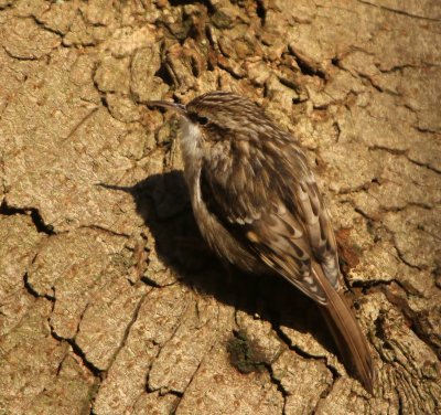 Boomkruiper - Short-toed Treecreeper