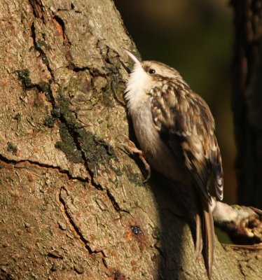 Boomkruiper - Short-toed Treecreeper