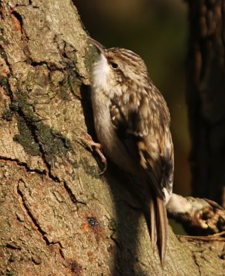Boomkruiper - Short-toed Treecreeper