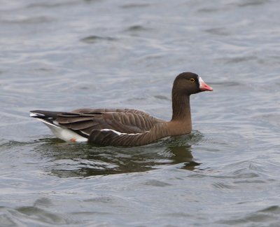 Dwerggans - Lesser White-fronted Goose