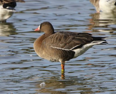 Dwerggans - Lesser White-fronted Goose