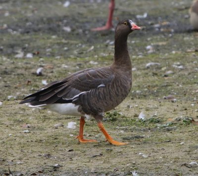 Dwerggans - Lesser White-fronted Goose
