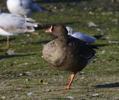 Dwerggans - Lesser White-fronted Goose