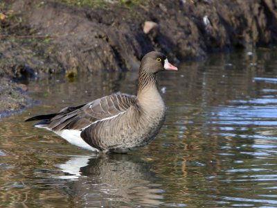 Dwerggans - Lesser White-fronted Goose