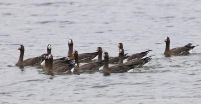 Dwergganzen - Lesser White-fronted Geese