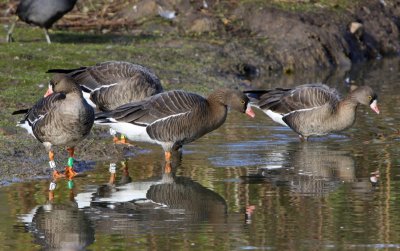 Dwergganzen - Lesser White-fronted Geese