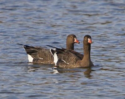 Dwergganzen - Lesser White-fronted Geese