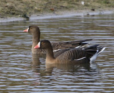 Dwergganzen - Lesser White-fronted Geese