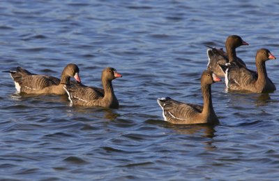 Dwergganzen - Lesser White-fronted Geese