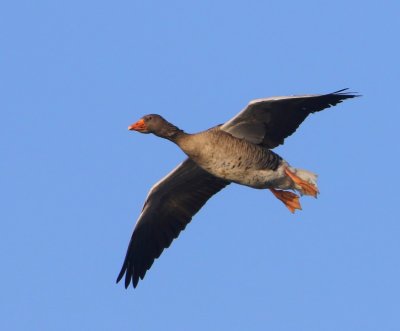 Grauwe Gans - Greylag Goose