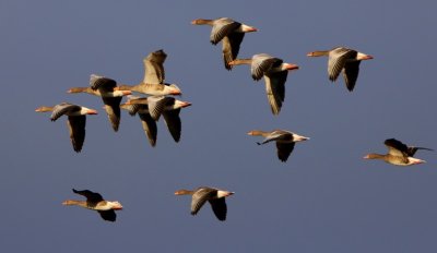 Grauwe Ganzen - Greylag Geese