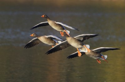 Grauwe Ganzen - Greylag Geese