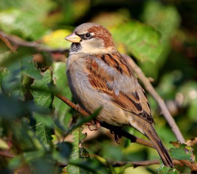 Huismus - House Sparrow