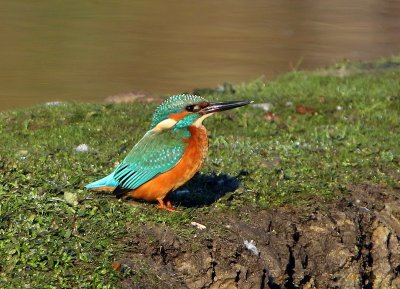 IJsvogel - Common Kingfisher