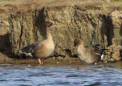 Kleine Rietgans - Pink-footed Goose