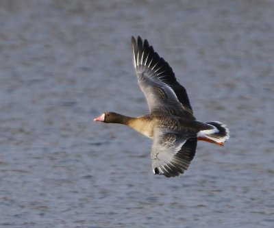 Kolgans - Greater White-fronted Goose