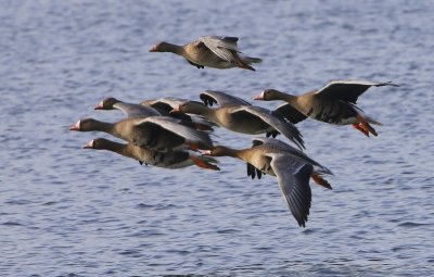 Kolganzen - Greater White-fronted Geese