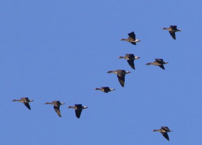 Kolganzen - Greater White-fronted Geese