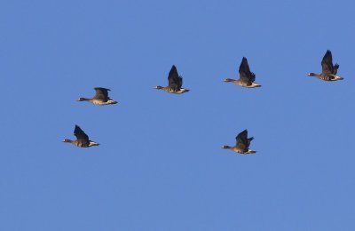 Kolganzen - Greater White-fronted Geese
