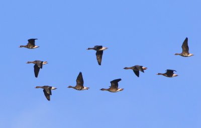 Kolganzen - Greater White-fronted Geese