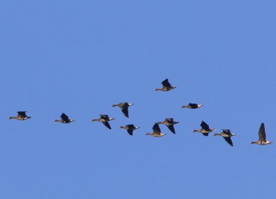 Kolganzen - Greater White-fronted Geese