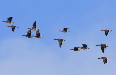 Kolganzen - Greater White-fronted Geese