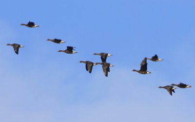 Kolganzen - Greater White-fronted Geese