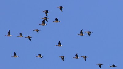 Kolganzen - Greater White-fronted Geese