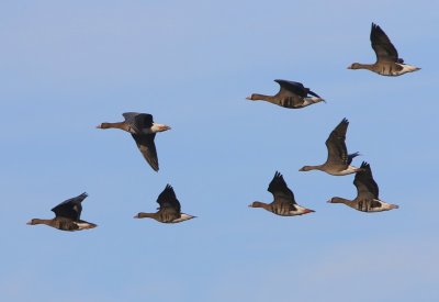Kolganzen - Greater White-fronted Geese