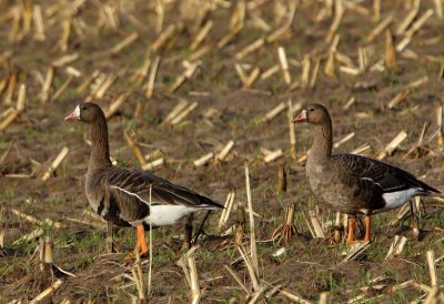 Kolganzen - Greater White-fronted Geese