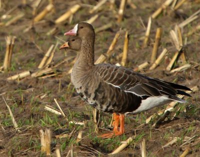 Kolganzen - Greater White-fronted Geese