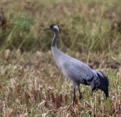 Kraanvogel - Common Crane