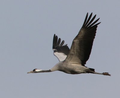 Kraanvogel - Common Crane