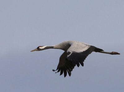 Kraanvogel - Common Crane