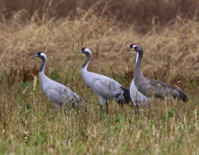 Kraanvogels - Common Cranes