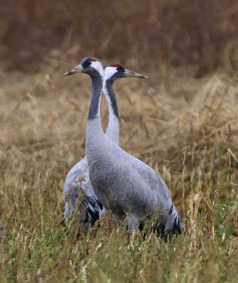 Kraanvogels - Common Cranes