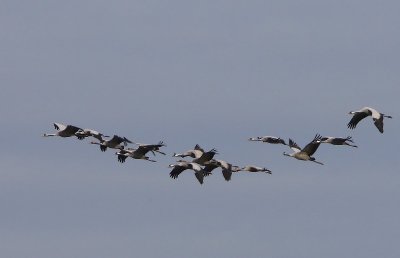 Kraanvogels - Common Cranes