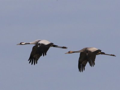 Kraanvogels - Common Cranes