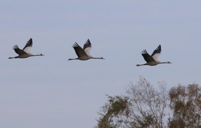 Kraanvogels - Common Cranes