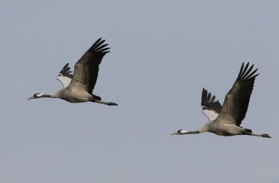 Kraanvogels - Common Cranes